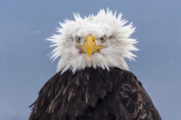 Fotos impresionantes y hermosas. Aguila despeinada