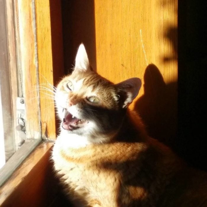 gato feliz saludando al sol