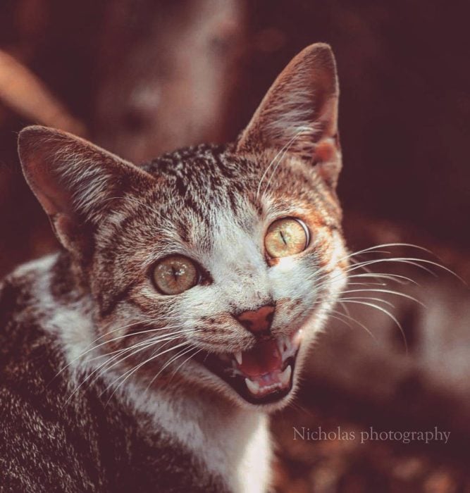 gato sonrisa muy feliz