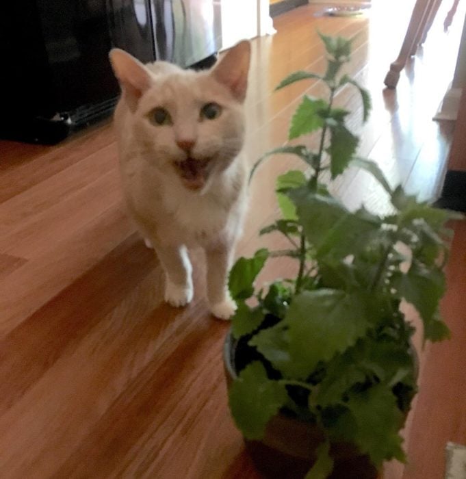 Gatito blanco, feliz detrás de la maceta