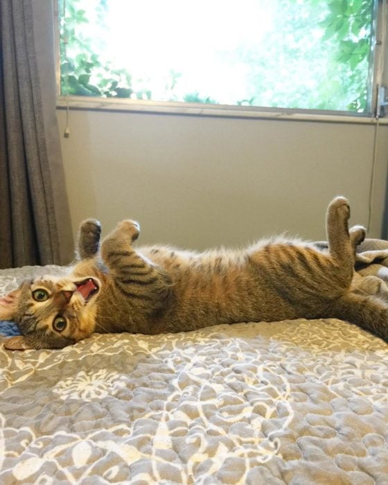 gato feliz en la cama