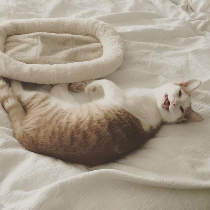 gato en la cama sonriendo