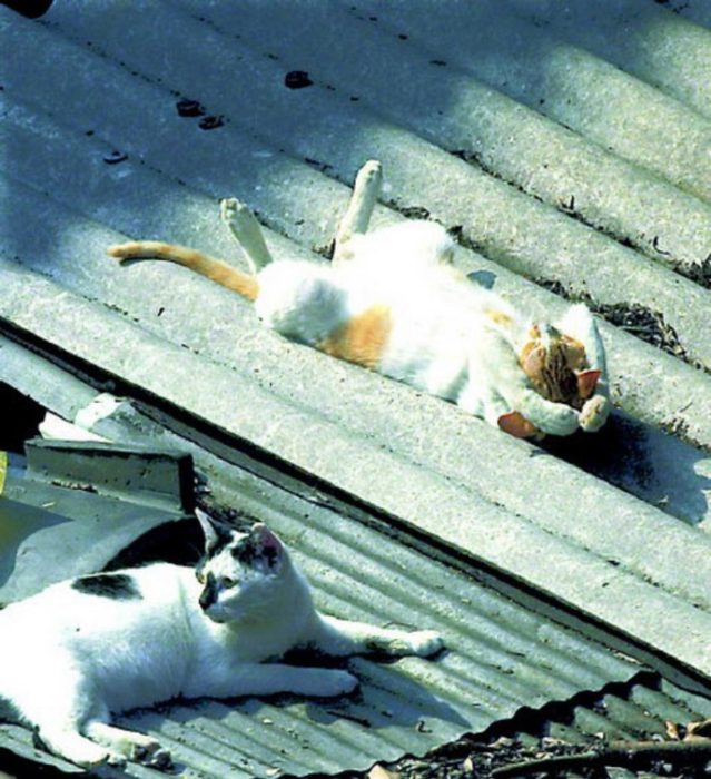 Gatos dormidos en el tejado