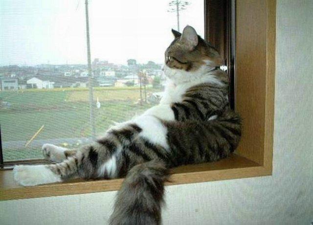 gato mirando al horizonte por la ventana