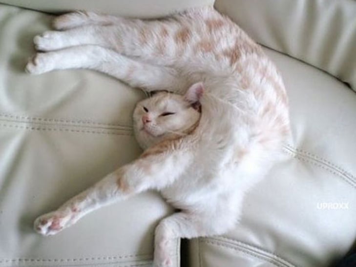 gato estirando el cuerpo