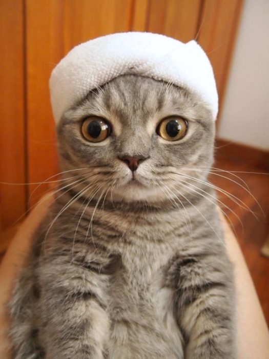 Gato con una toalla en la cabeza