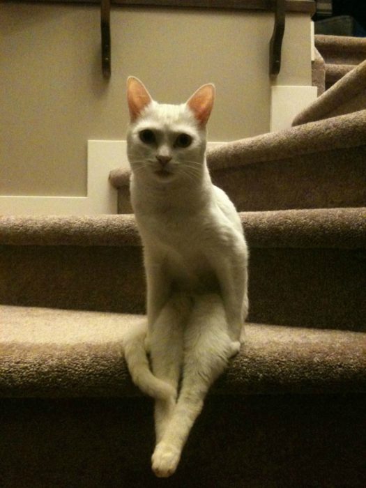 Gato sentado como humano a la orilla de la escalera