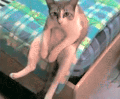 Gif de gato sentado como humano al borde de la cama