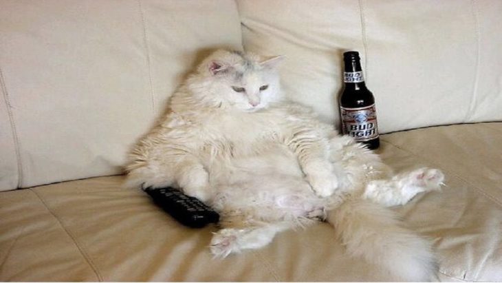 Gato acostado mientras ve tele y se toma una cerveza