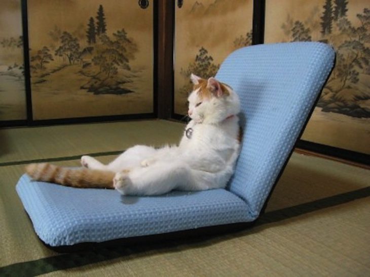 Gato sentado como humano en un sillón especial para él