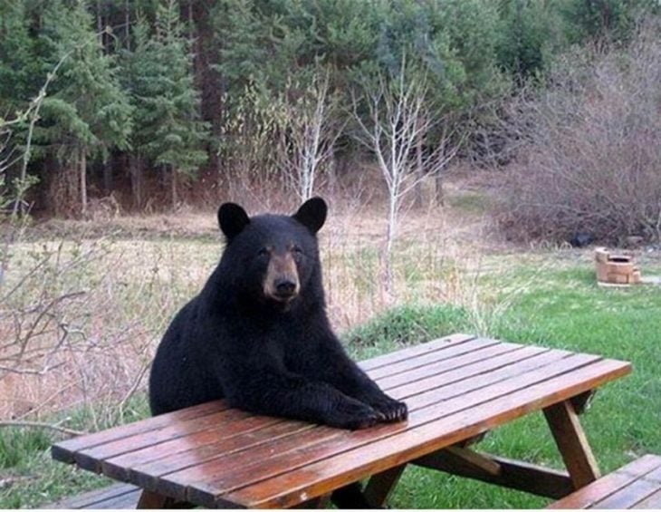 Oso sentado en la mesa 