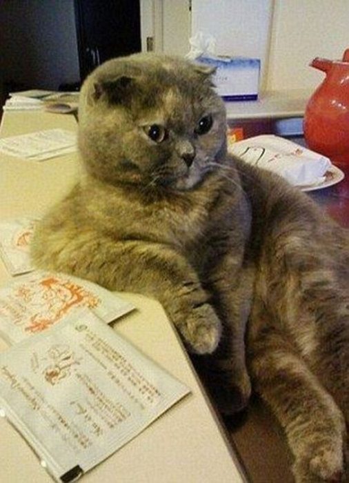 Gato sentado apoyado en una mesa con cara de susto