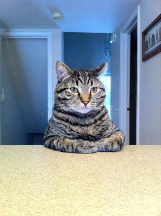 Gato sentado en la mesa