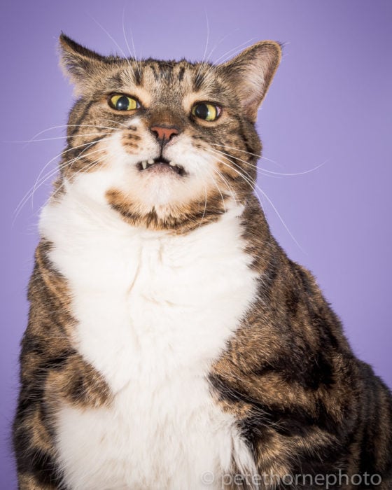 Gatos gordos - gato con cara de desagrado