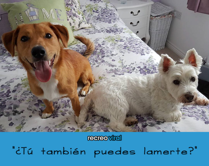 Lo que piensa tu perro cuando te ve desnudo - tambien te puedes lamer