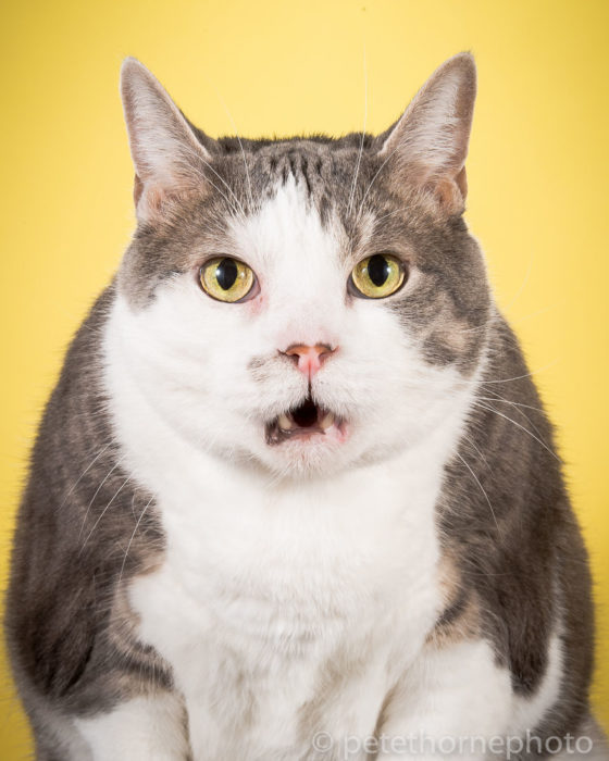 Gatos gordos - gato con cara de sorpresa