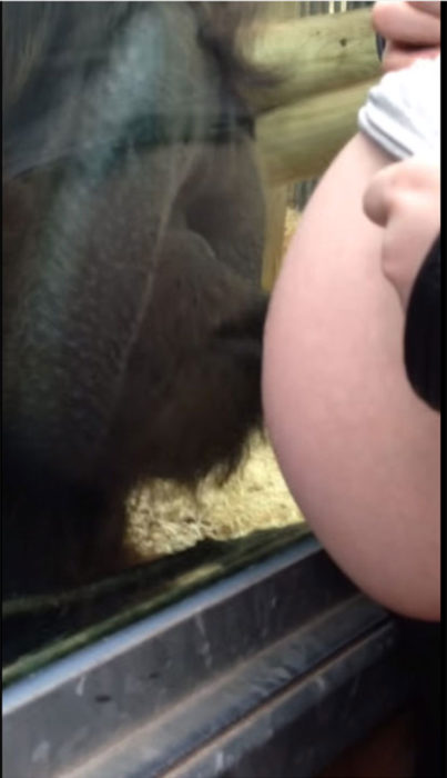 orangután besando el vidrio para tocar la panza de la embarazado