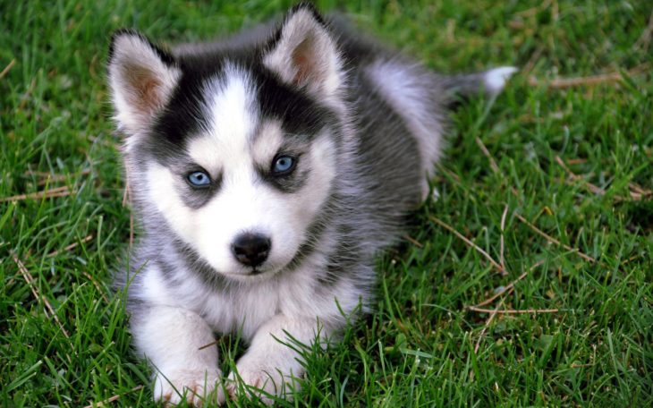 husky de pelaje gris con negro y sus ojos azules