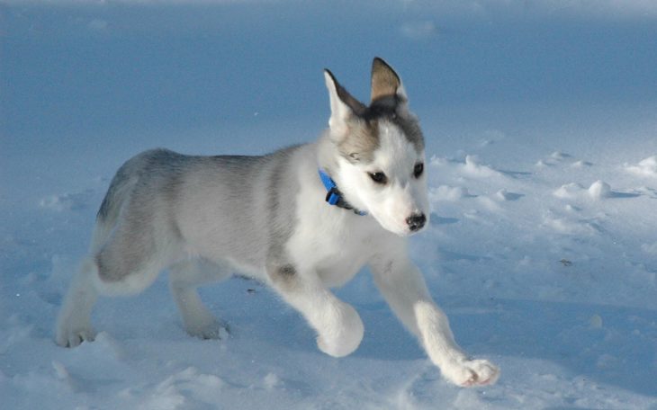 perrito husky jugando en la nieve