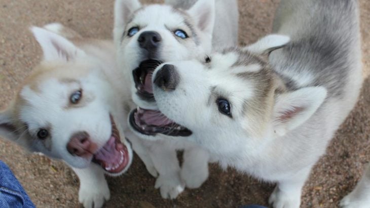 perritos jugando