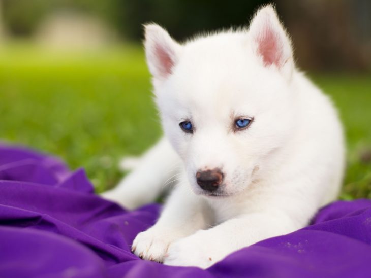 husky blanco con pastillas moradas