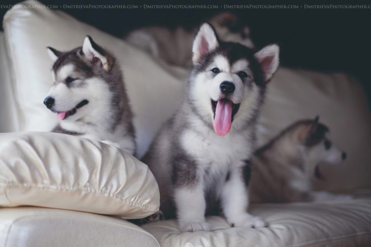 perritos arriba de la vama