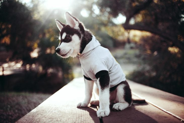 PERRITO HUSKY CON CAMISA