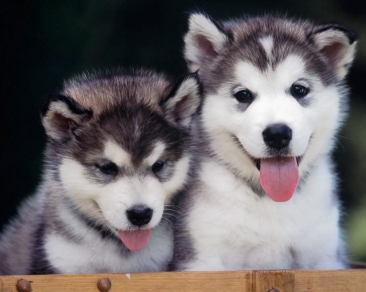 CACHORROS HERMANOS