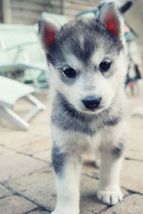 perrito husky con pelaje gris