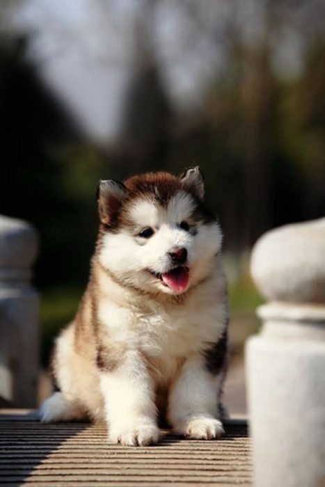 perrito en la cera de un parque esperando a su dueño