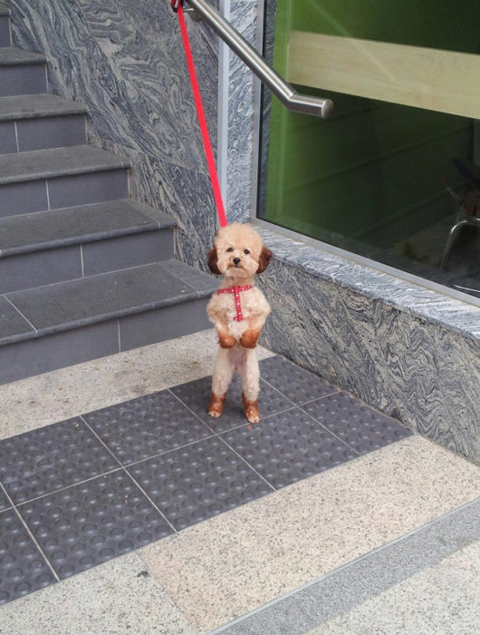 perrito esperando a que lo deshaten de las escaleras