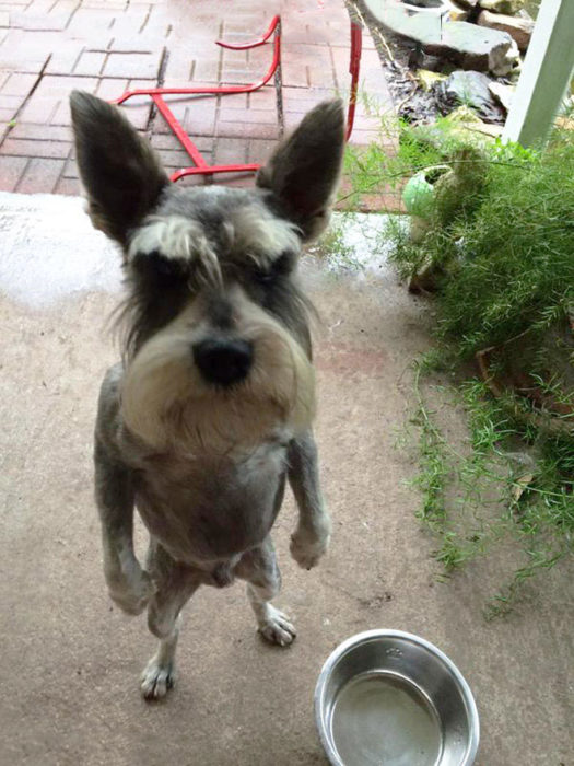 perrito snahuzer exigiendo su comida para poder tocar la puerta pero se cuentra de pie