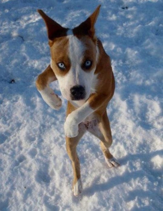 perrito huyendo de la nieve