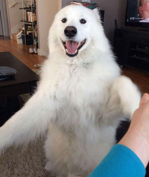 perro samoyedo parado esperando a que bailen con el