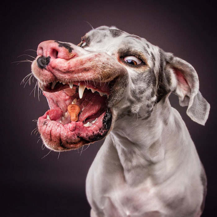 perro gran danés con el hocico todo deforme intentando atrapar un bocadillo