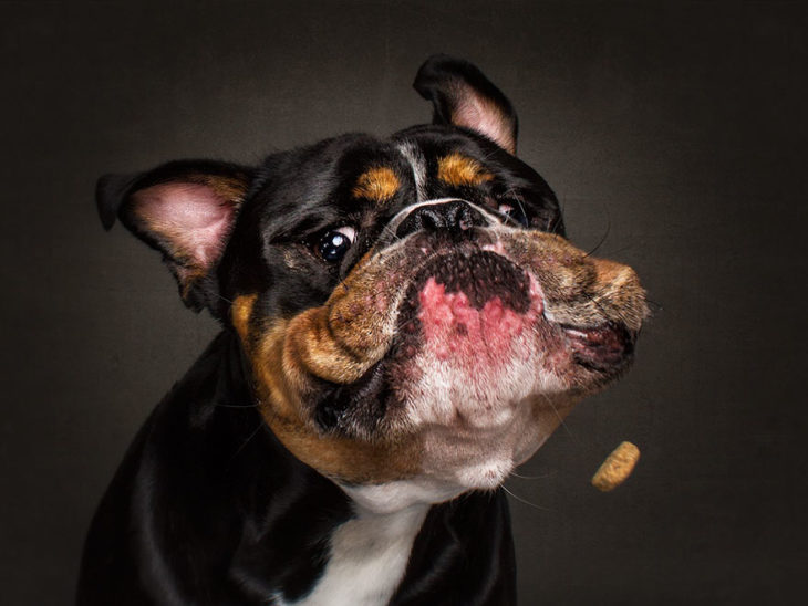 bulldog con colores de rottwailer