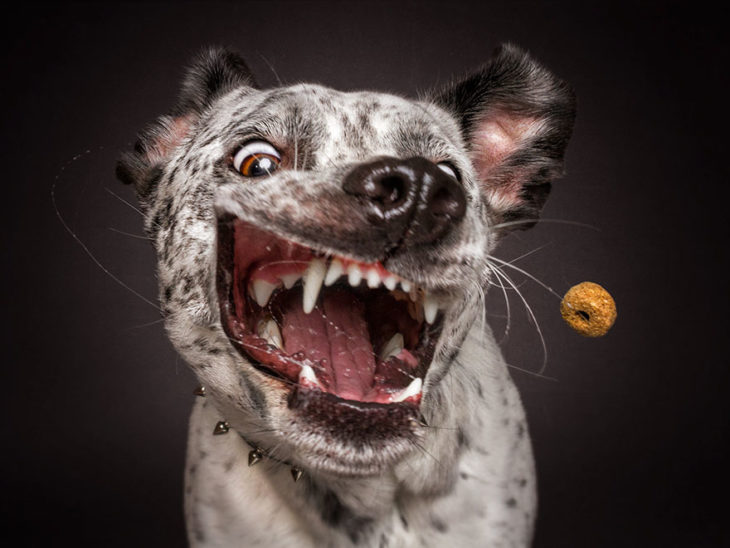 perrito enseñando los dientes justo cuando le toman la fto