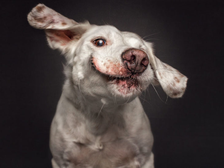 perrito con las orejas levantadas