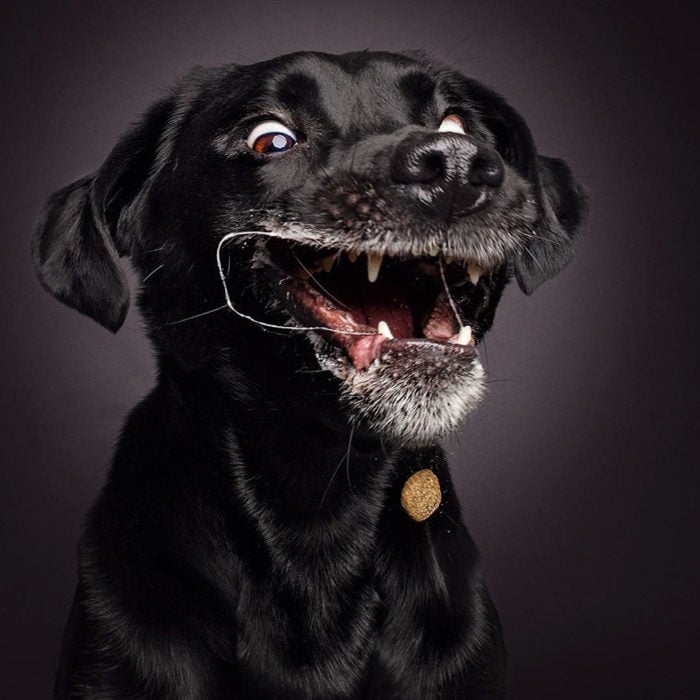 perrito feliz por atrapar un bocadillo