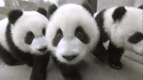 Gif 3 pandas viendo a la cámara