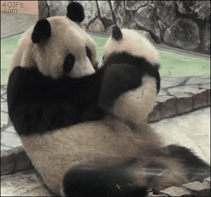 Gif panda mama y su bebé