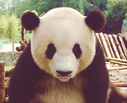 Gif panda sacando la lengua