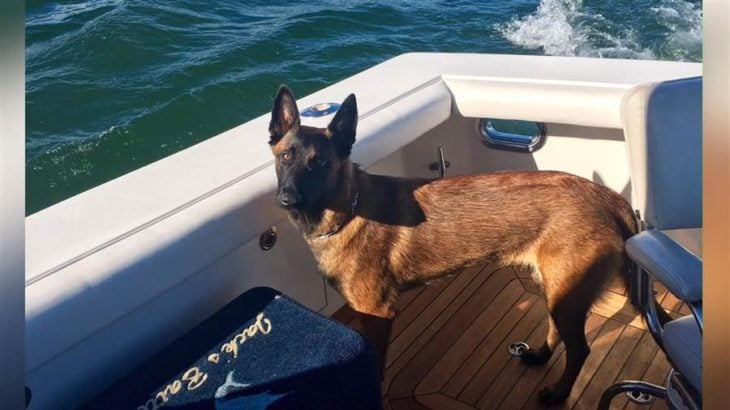 Rylee, pastor belga, de paseo en el bote