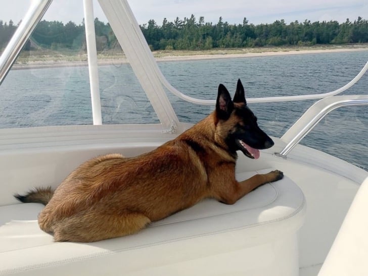 Perro pastor belga recostado mientras pasea en un bote