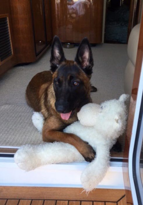 Perrito Rylee con su juguete de peluche