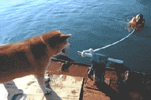 Perros traviesos - GIF perro suelta cuerda de hombre que viene agarrado de ella