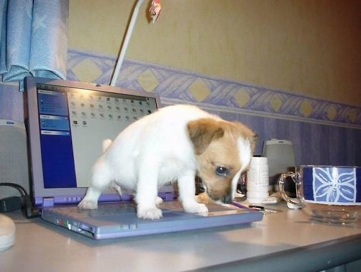 Perros traviesos - Perro se orina en laptop