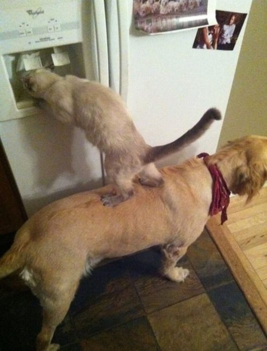 Perros traviesos - Perro ayuda a gato a tomar agua del refri