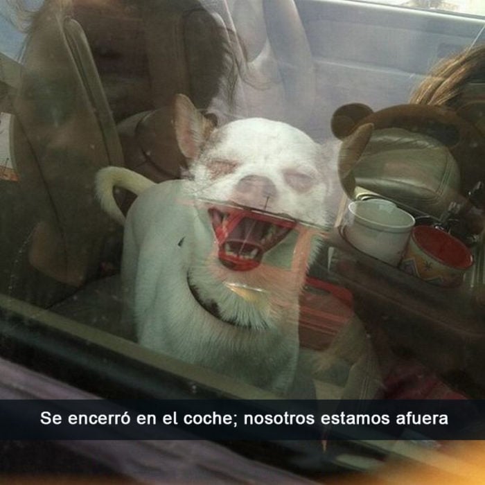 Perros traviesos - Perro sonriendo cuando deja a sus dueños afuera del carro