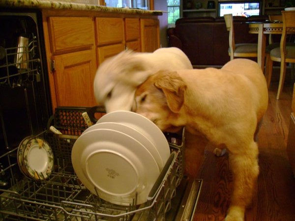 Perros traviesos - Perros lamen los platos